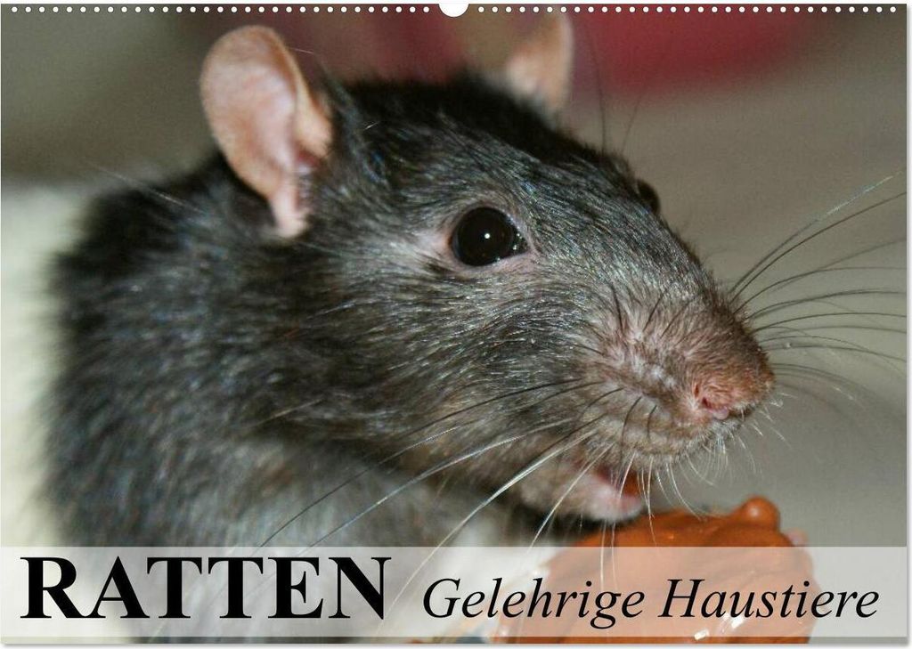 Ratten - Gelehrige Haustiere (Wandkalender 2026 DIN A2 quer), CALVENDO Monatskalender