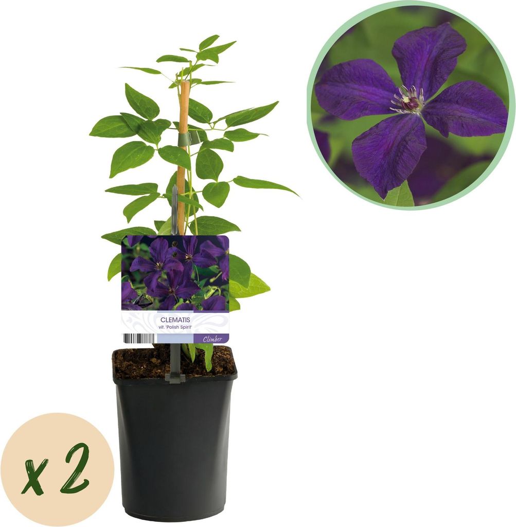 GreenboutiQ - Kletterpflanze - Clematis vit. Polish Spirit - Blüte Rosa - Wenig Pflege - 2 Pflanzen - Topf 11cm Höhe 40cm