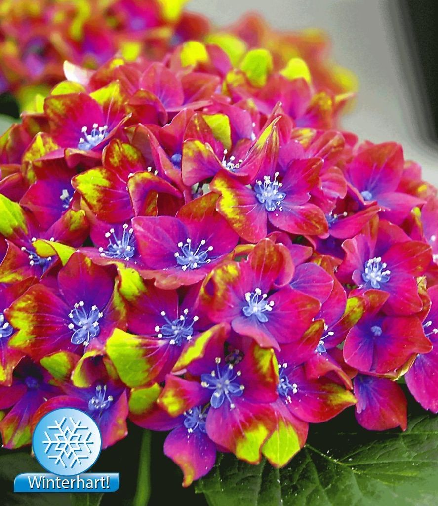 BALDUR Garten Freiland-Hortensien 'SAXON Schloss Wackerbarth', 1 Pflanze, Hydrangea macrophylla Gartenhortensie winterhart, pflegeleicht, für St...