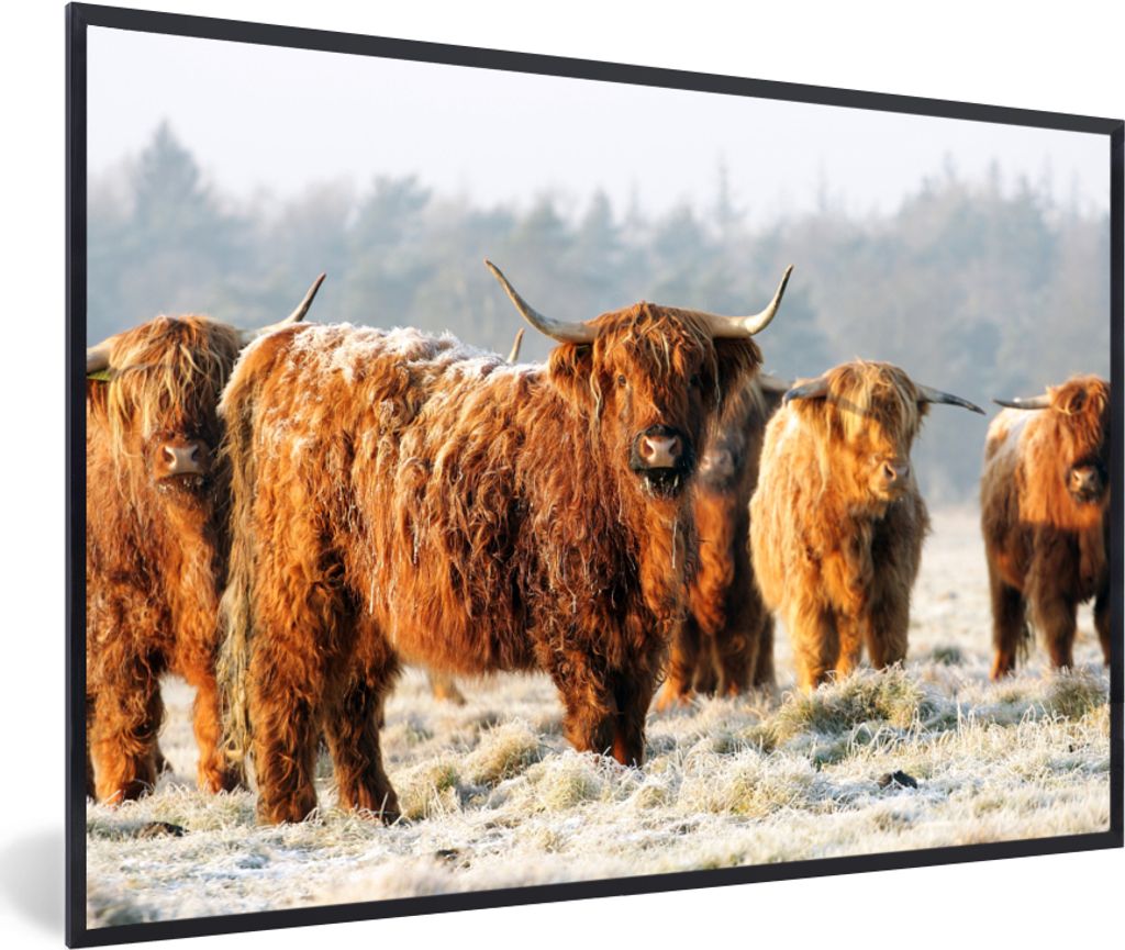 MuchoWow MuchoWow Gerahmtes Poster Schottische Hochlandrind - Schnee - Wald 30x20 cm - Poster mit zchwarzem Bilderrahmen - Kunstdruck - Bild-Po...