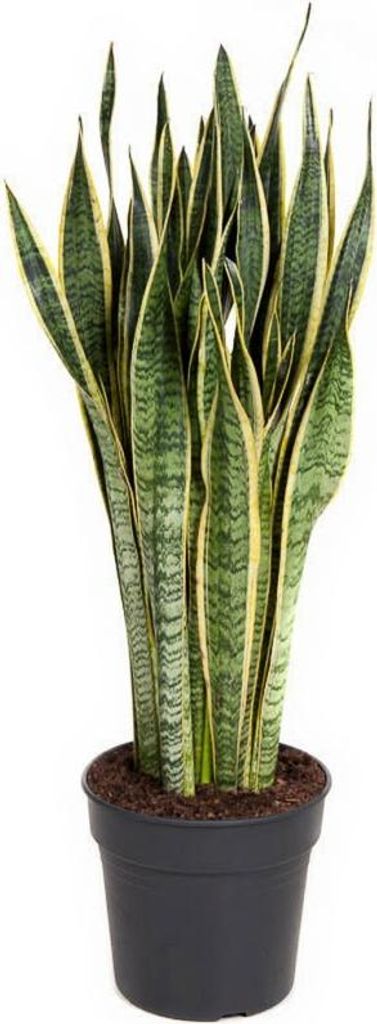 Bogenhanf Sansevieria Laurentii - 21 cm Topf, 80 cm Höhe