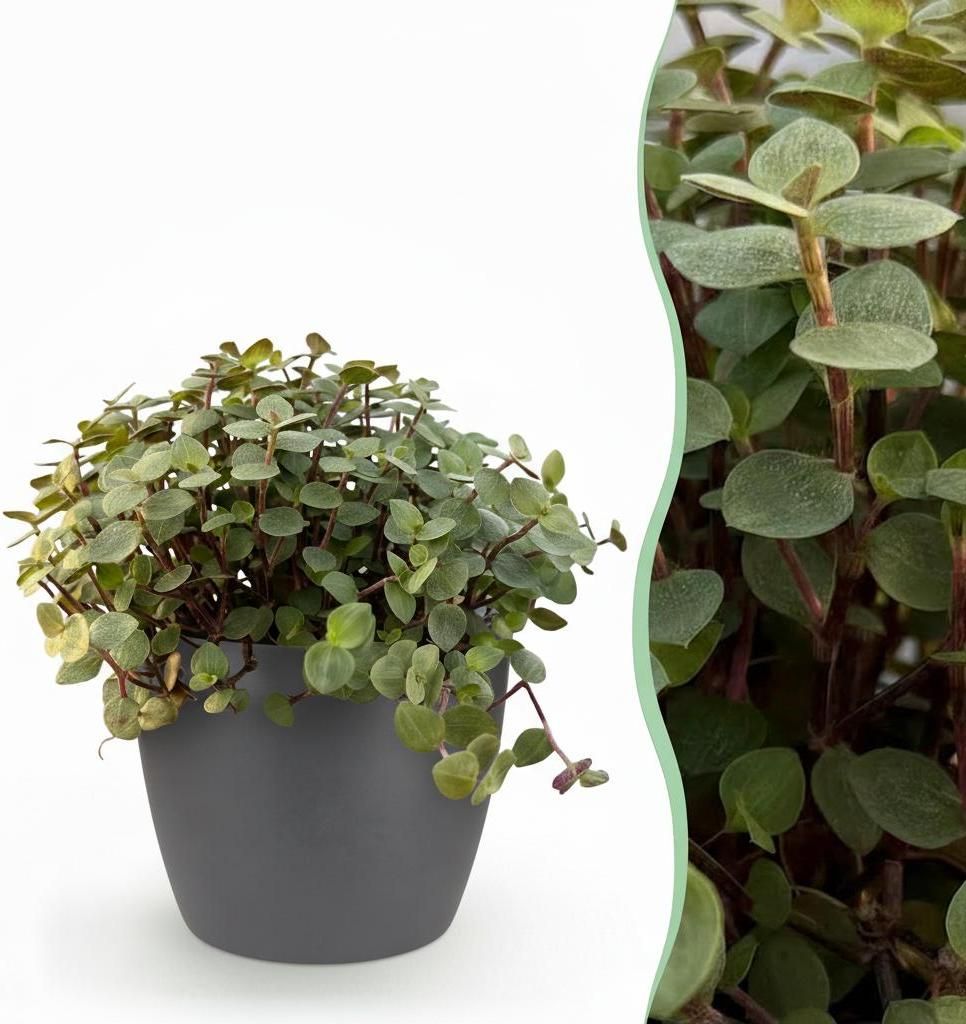 Green boutiQ - Zimmerpflanze - Calissia repens - Katzengras - Haustierfreundlich - Grün - 1 Pflanze - mit Potter Grau - Topf 12cm - Höhe 17-20cm