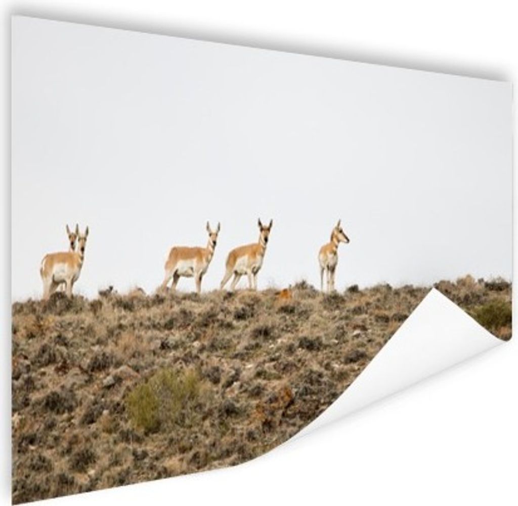 MuchoWow Poster Hirsche - Natur - Gebirge 180x120 cm - Fotoplakat