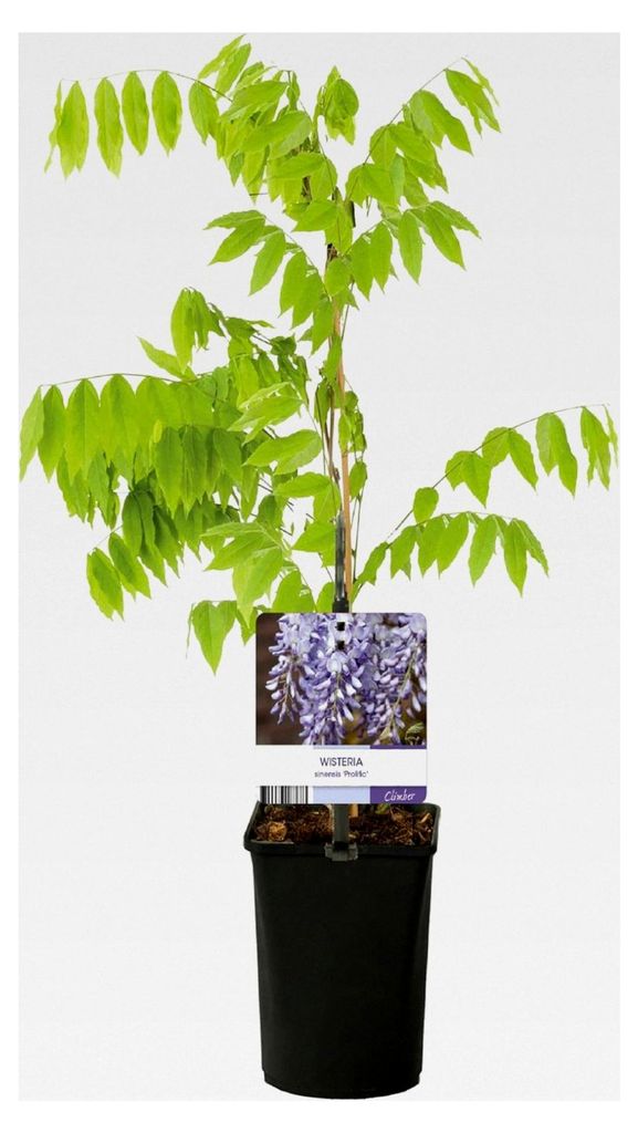 Winterharte Blauregen Pflanze - Wisteria floribunda Prolific - Blüte Blau - 1 Pflanze - Topf 11cm Höhe 40cm