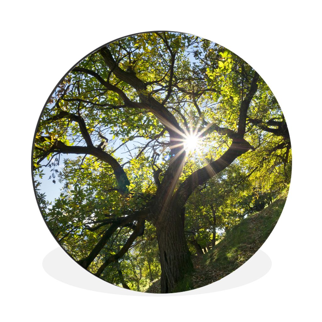 MuchoWow Aluminium Wandkreis Ein Kastanienbaum im Herbst in Italien Ø 30 cm Wanddeko Modern Wohnzimmer - Wand Bild - Wohnzimmer - Runde Bilder -...