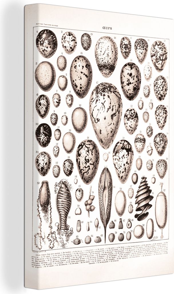 OneMillionCanvasses - Leinwandbilder - 90x140 cm, Ei - Vintage - Schwarz - Weiß, Wandbilder Kunstdruck Wanddekoration - Foto auf Leinwand - Gem...