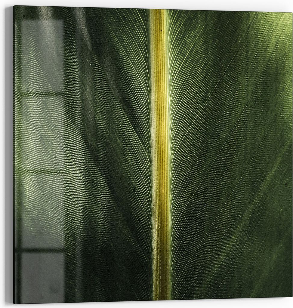 DEQORI Glasbild Echtglas 30x30 cm 'Grüne Blattader' Wandbild Bild modern Deko