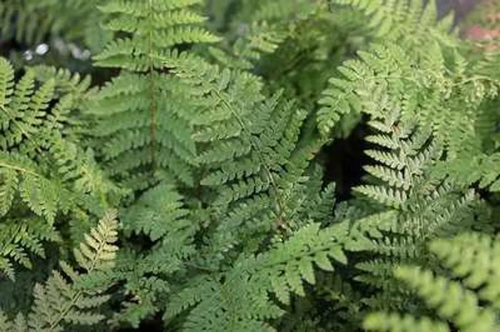 Fougère persistante Polystichum setiferum - 6 plants robustes en pot