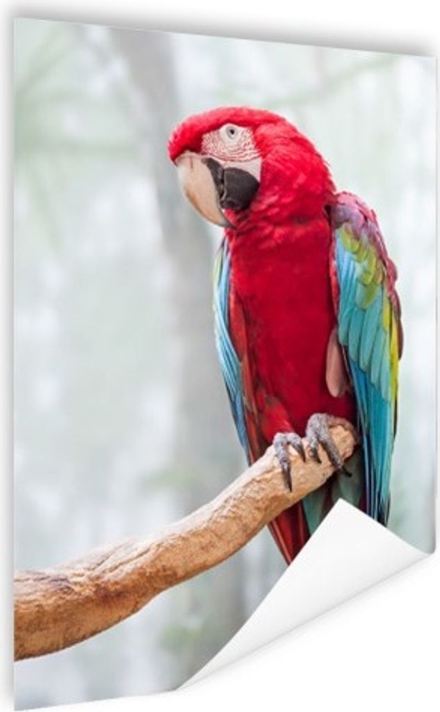 MuchoWow Poster Roter Ara Fotodruck 60x80 cm - Schlafzimmer Dekoration