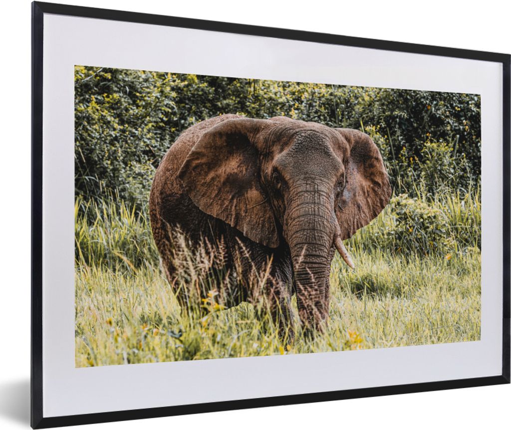 MuchoWow MuchoWow Gerahmtes Poster Elefant - Natur - Gras 60x40 cm - Poster mit zchwarzem Bilderrahmen - Schlafzimmer - Plakat in Rahmen - Drucken