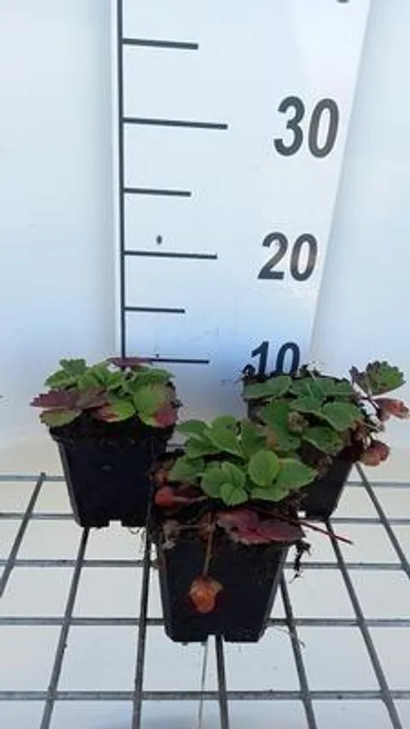 Lot de 6 Fragaria 'Lipstick' - Fraise des bois en pot de 9x9 cm idéal
