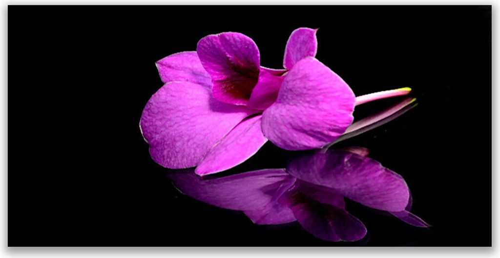 Tulup Leinwand-Bilder 140x70 Wandbild Canvas Kunstdruck Blume Pflanzen