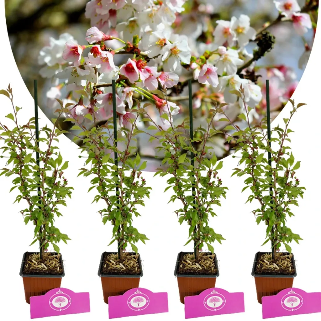 Aménager un jardin zen avec 4 Prunus Kojou-no-mai - Hauteur 35cm en pot