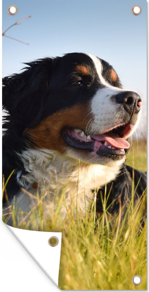 MuchoWow 80x160 cm Outdoor-Poster Gartendeko Sichtschutz Garten Poster für den Garten Berner Sennenhund im Gras liegend