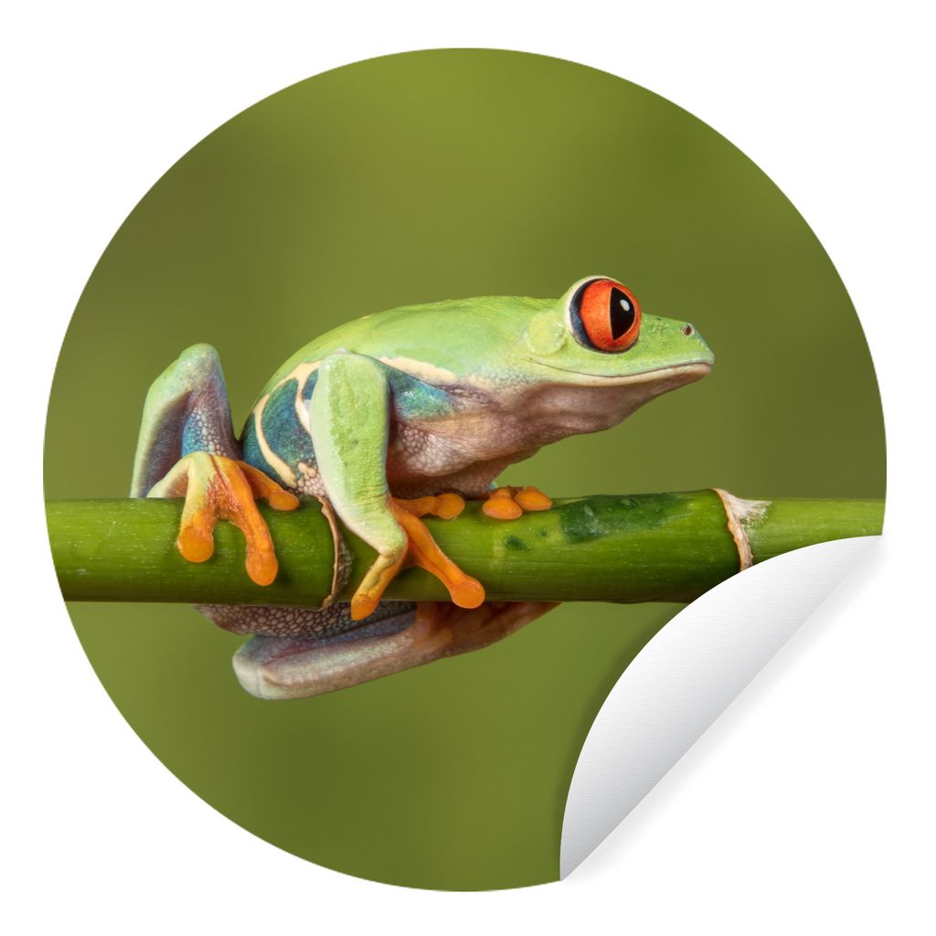MuchoWow Runde Wandtattoo - Wandsticker Tapete Aufkleber Rotäugiger Quecksilberfrosch auf Bambus Ø 30 cm Selbstklebend und Repositionierbar - W...