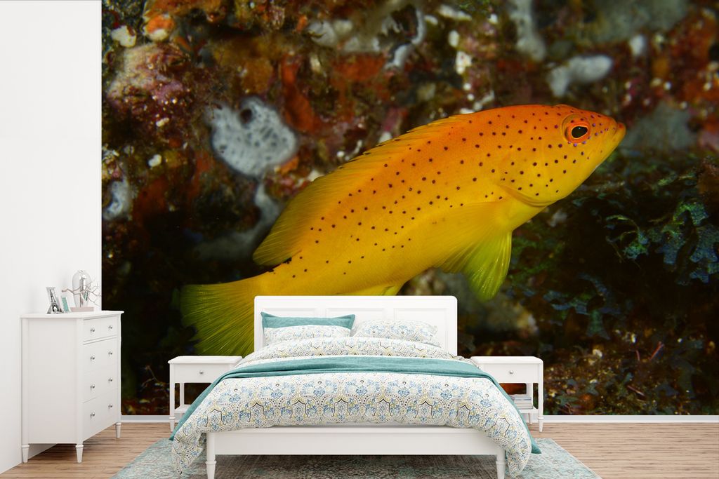 MuchoWow Fototapete für Wohnzimmer oder Schlafzimmer Wandtapete Vinyl Motivtapete Wolfsbarsch in leuchtenden Farben - 525x350 cm - Das Hintergru...