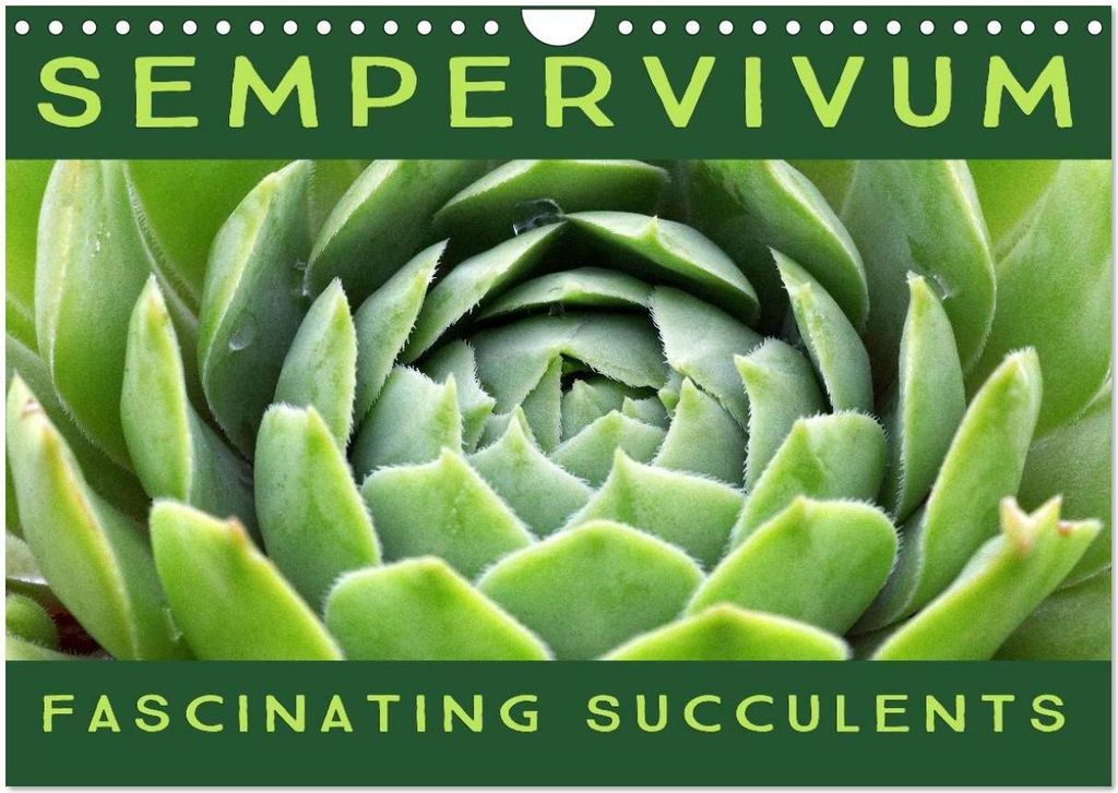 Sempervivum Fascinating Succulents (Wall Calendar 2026 DIN A4 landscape), CALVENDO 12 Month Wall Calendar