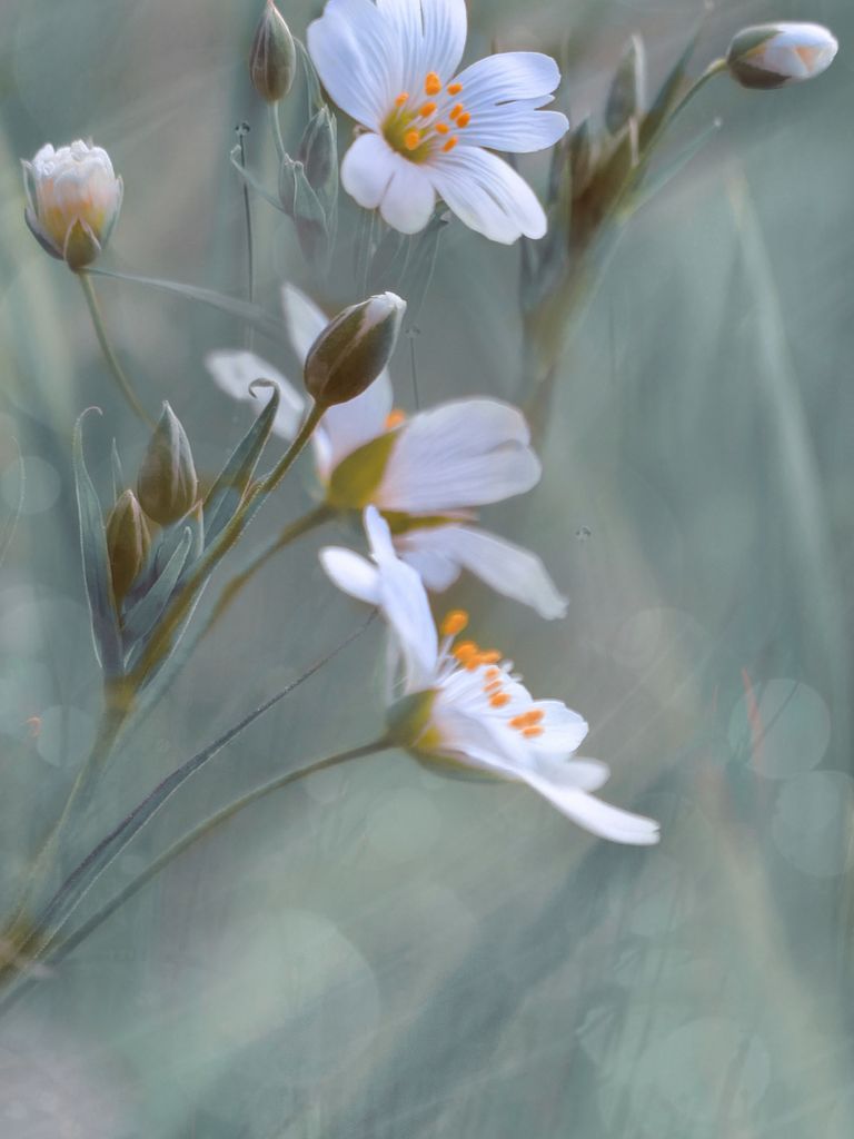 CALVENDO Puzzle Waldblume | 1000 Teile Lege-Größe 64x48cm Foto-Puzzle für glückliche Stunden