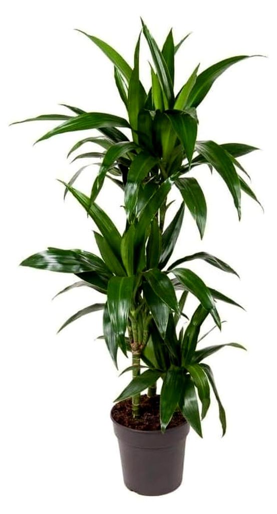 Dracaena fragrans Janet Craig Drachenbaum Zimmerpflanze mit dunkelgrünen Blättern 110 cm
