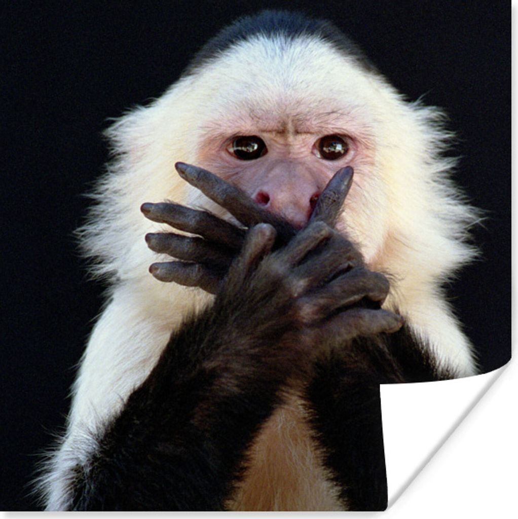 MuchoWow Poster Affe - Wilde Tiere - Porträt 75x75 cm - Wand Dekoration