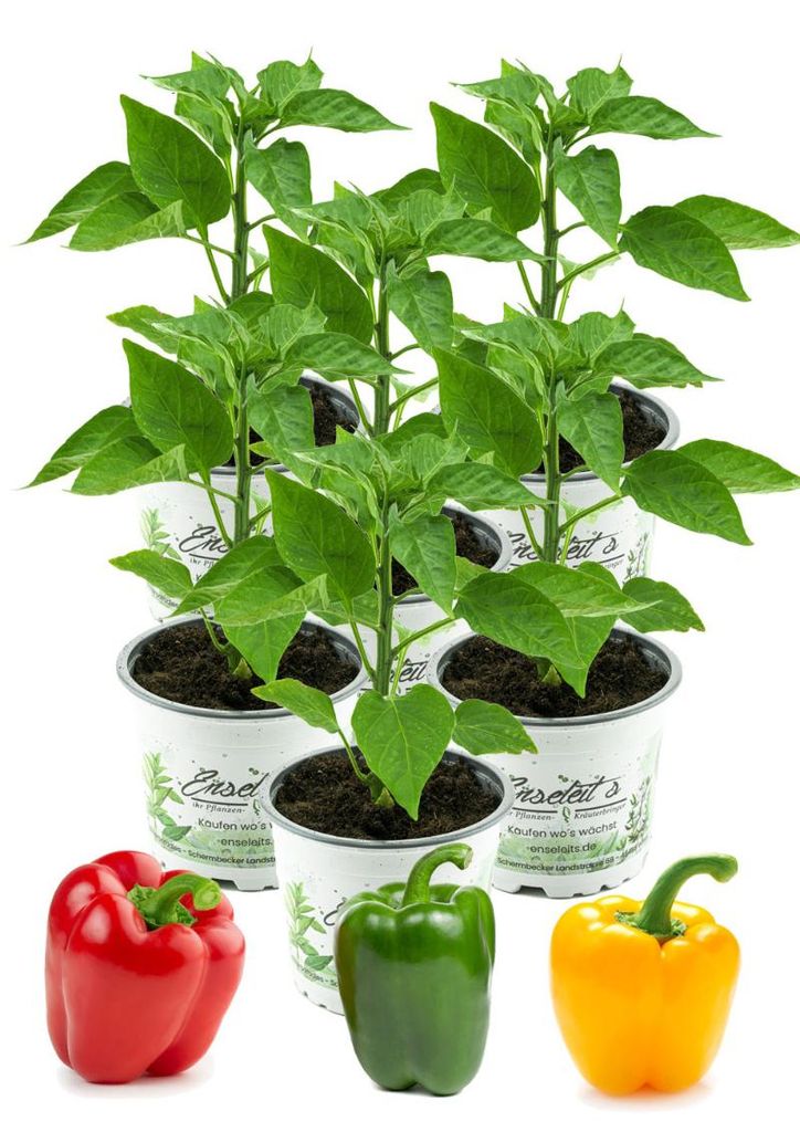 Enseleits Gemischtes Paprikapflanzen Set, 6x Paprika Pflanze je 2 x Grüner Paprika,Roter Paprika,Gelber Paprika