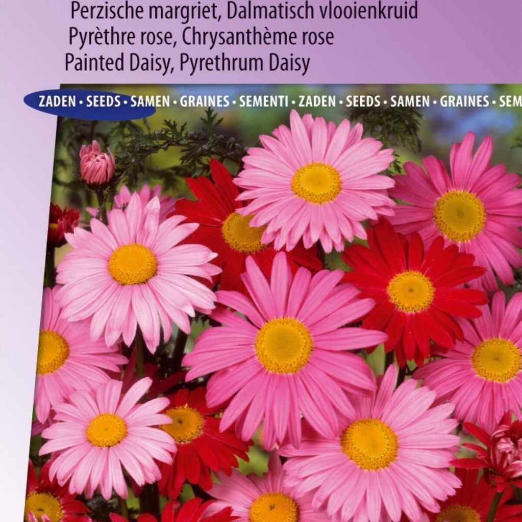 Robinson's Giants Mix Persische Gänseblümchen-Blumensamen – – Züchten Sie riesige bunte Gänseblümchen für den Garten – hohe Qualität u...