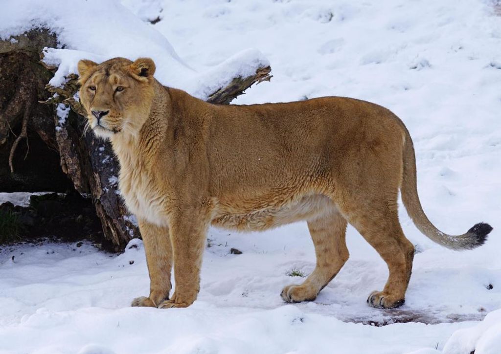 hansepuzzle 29955 - Löwe im Schnee Puzzle, 260 Teile, Tierwelt, 41,0 x 28,0cm mit hochwertiger Aufbewahrung, Kartonbox & Beutel