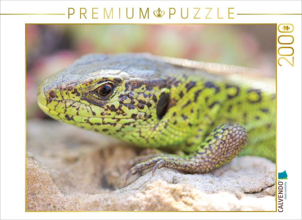 CALVENDO Puzzle Zauneidechse 2000 Teile Puzzle quer | 2000 Teile Lege-Größe 90x67cm Foto-Puzzle für glückliche Stunden