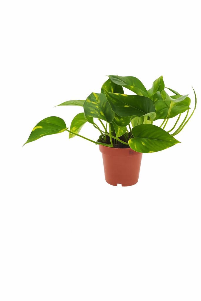 Epipremnum Aureum Efeutute Ø12 cm Höhe 20 cm – Produktbild 