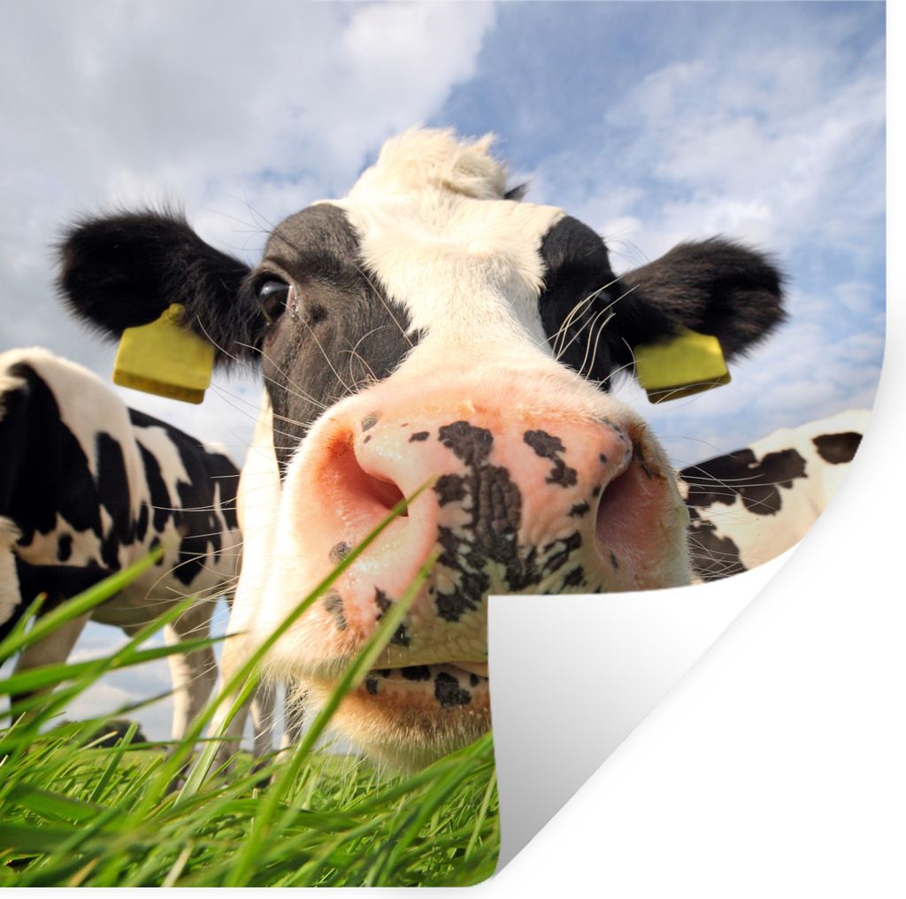 MuchoWow Wandtattoo Wandsticker Wandaufkleber Kuh - Bauernhof - Gras - Tiere 50x50 cm Selbstklebend und Repositionierbar - Selbstklebend - Fotota...