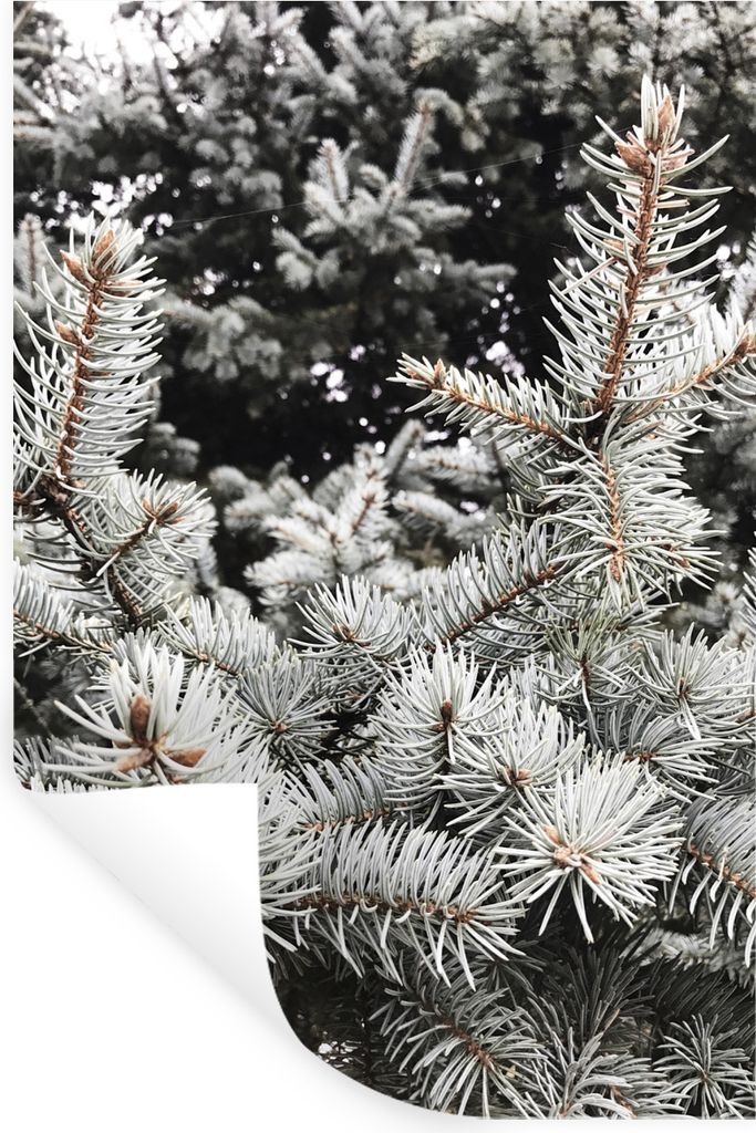 MuchoWow Wandtattoo Wandsticker Wandaufkleber Winter - Baum - Äste 60x90 cm Selbstklebend und Repositionierbar - Sticker - Dekorfolie