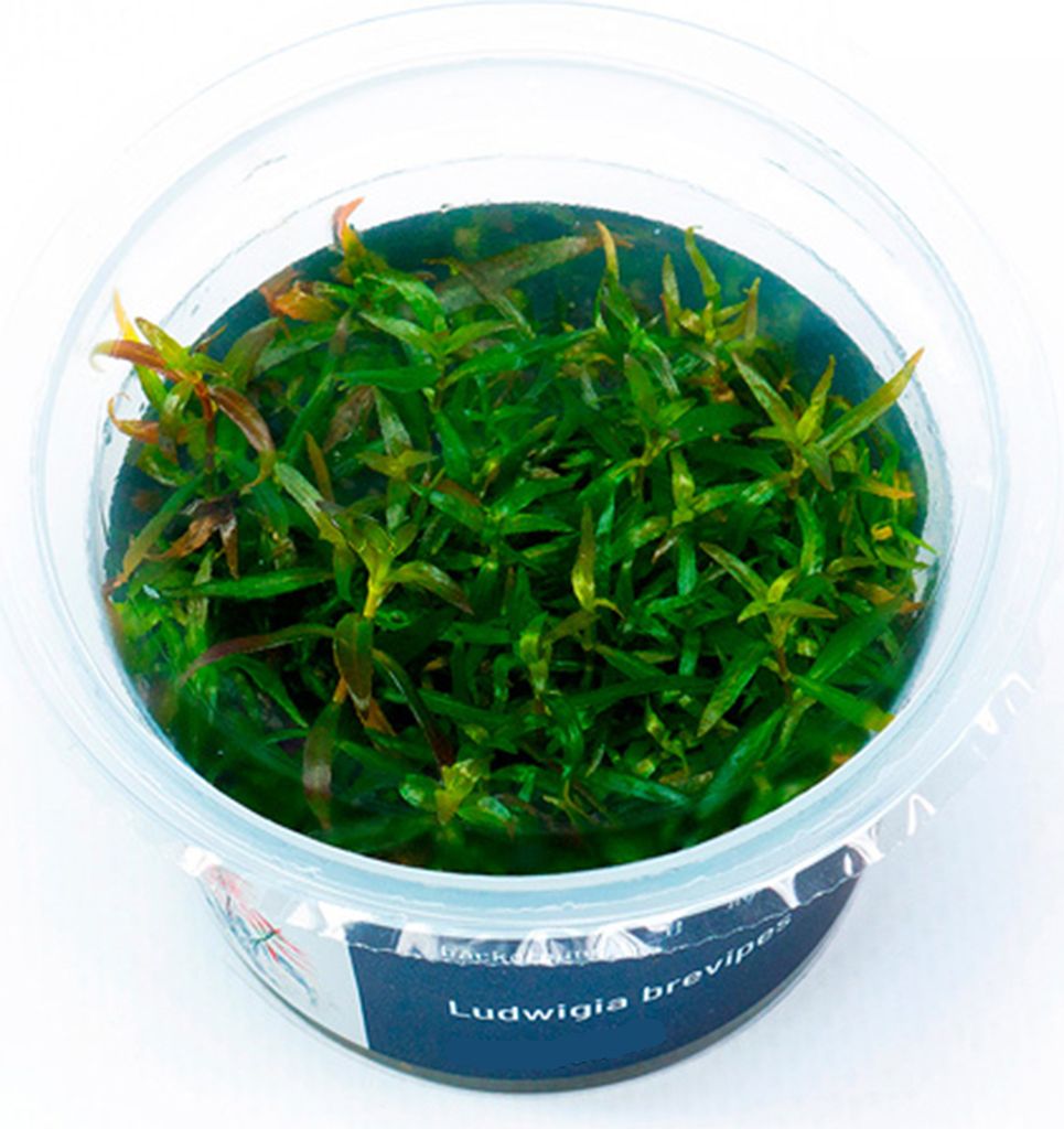 Ludwigia brevipes In-Vitro Cup algen- und schneckenfrei