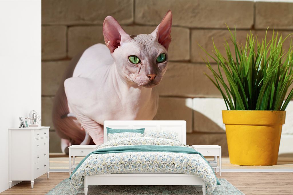 MuchoWow Fototapete für Wohnzimmer oder Schlafzimmer Wandtapete Vinyl Motivtapete Sphynx mit grünen Augen und einem Blumentopf - 390x260 cm - P...