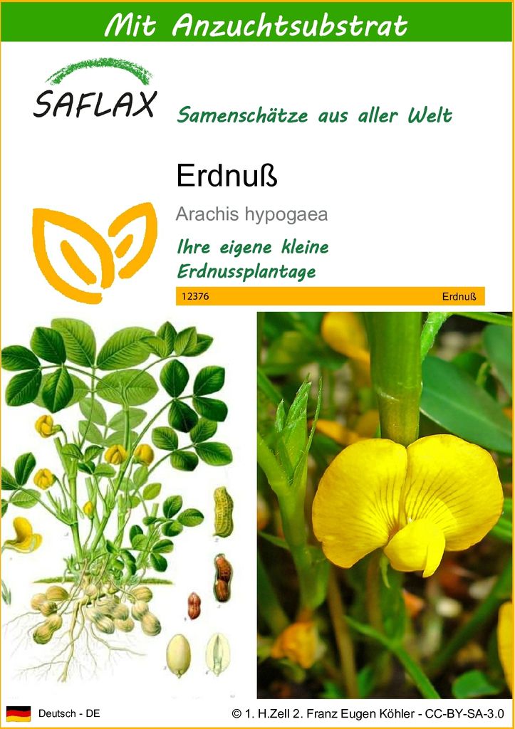 SAFLAX - Erdnuß - Arachis hypogaea - 8 Samen - Mit Produktbild 