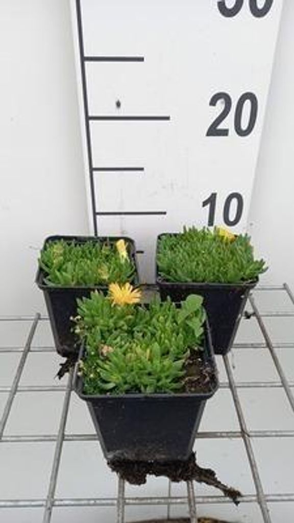 6 x Delosperma congestum - Winterharte - Topf 9 x 9 cm