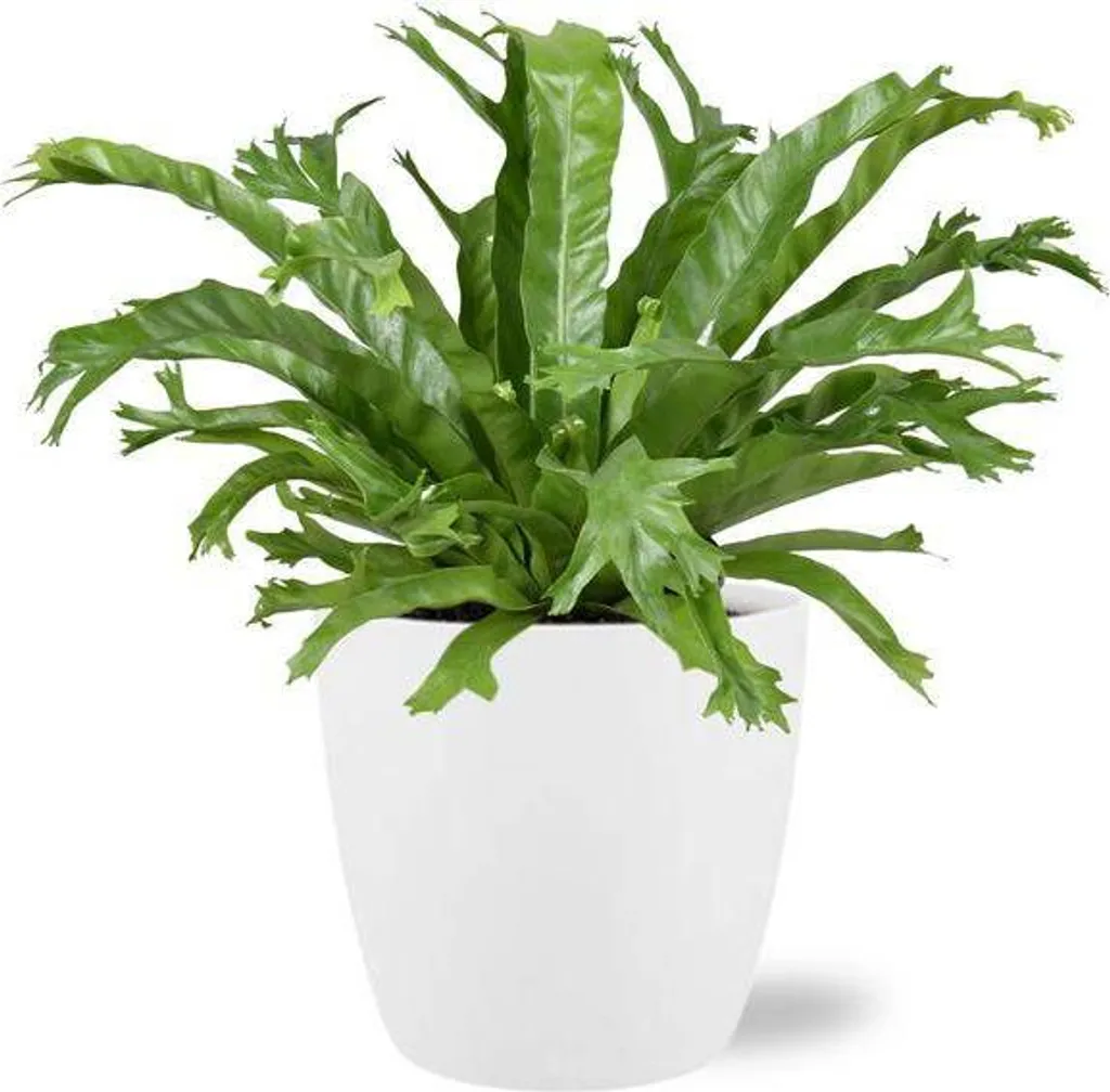Asplenium Crissie Tropicale : Plante Décorative avec Pot Blanc Ø18 cm Incl