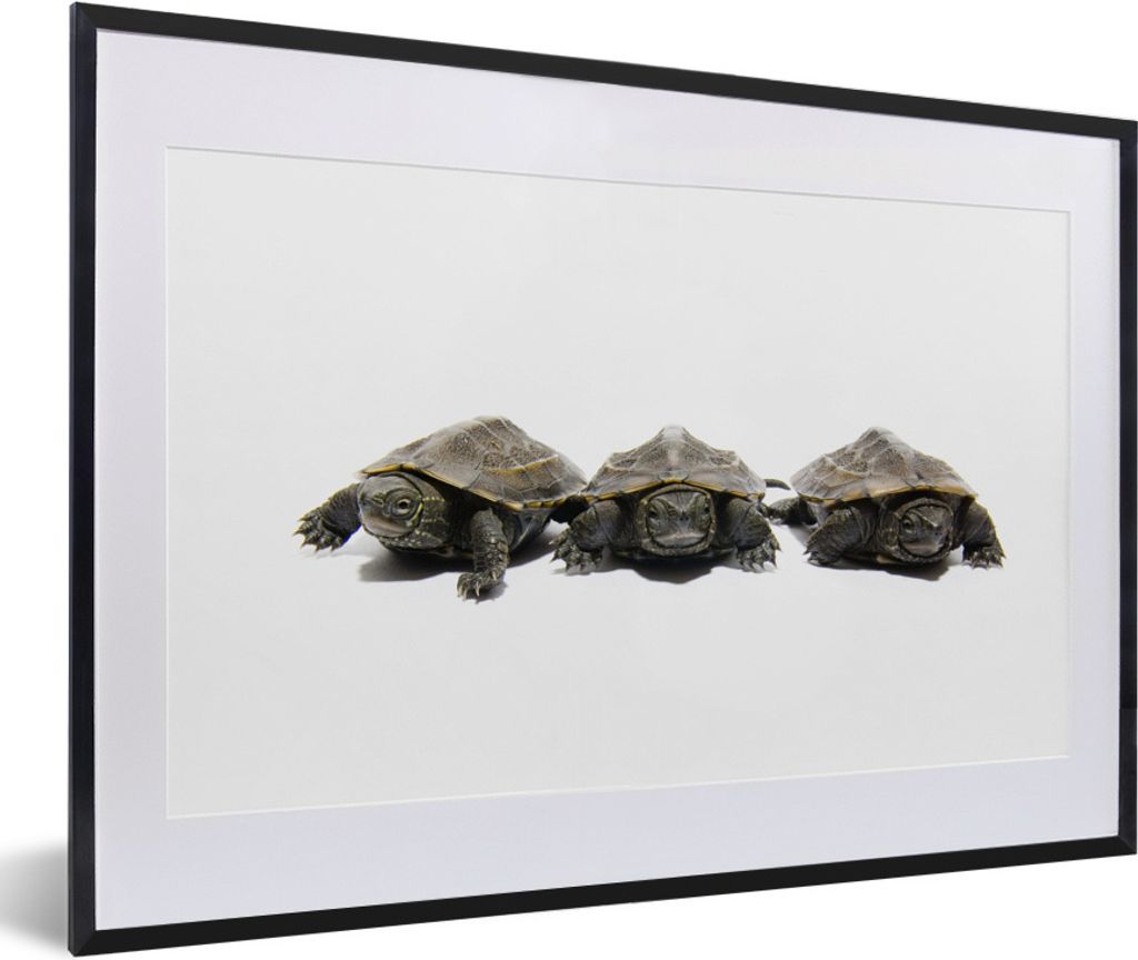 MuchoWow Gerahmtes Poster Drei Schildkröten vor einem weißen Hintergrund 60x40 cm - Poster mit Schwarzem Bilderrahmen Wandposter Rahmen Foto Bi...