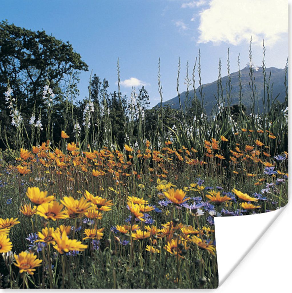 MuchoWow Poster Blumen - Natur - Farbe 50x50 cm - Wohnzimmerdekoration