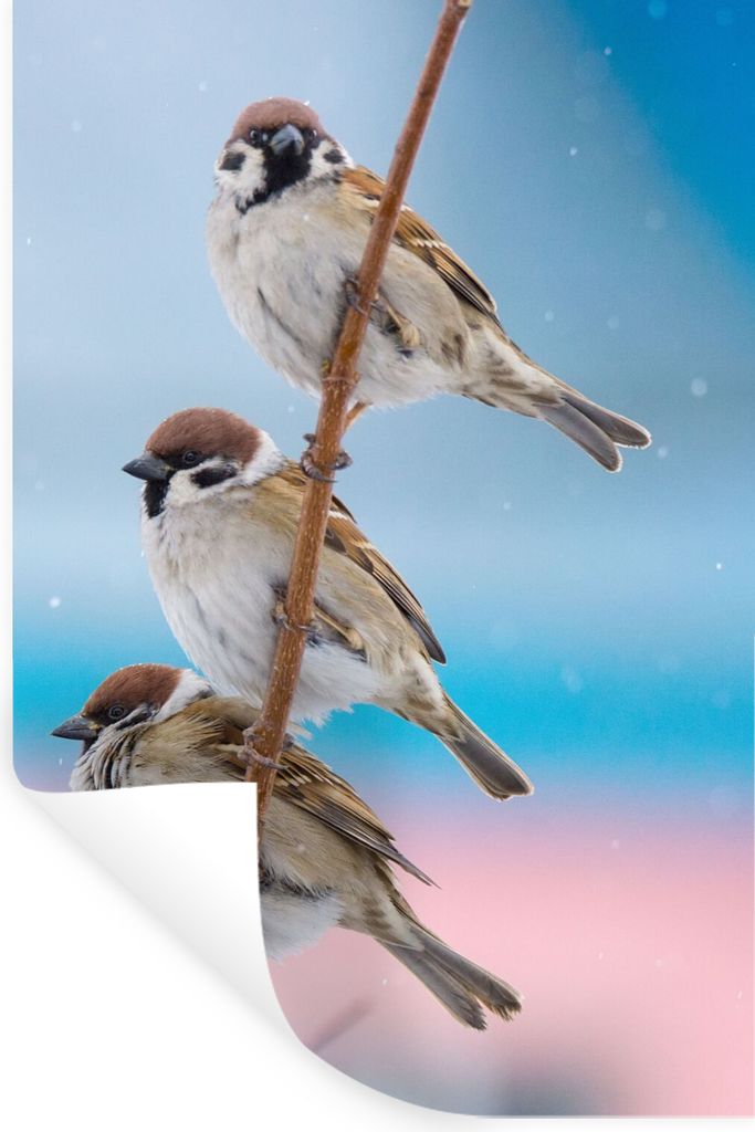 MuchoWow Wandtattoo Wandsticker Wandaufkleber Vögel - Spatz - Tiere - Äste 80x120 cm Selbstklebend und Repositionierbar - Repositionierbar - Wa...