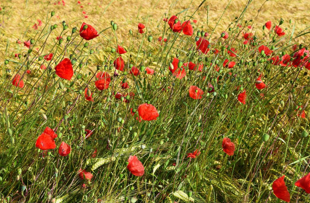 hansepuzzle 27225 - Klatschmohn Puzzle, 500 Teile, Natur, 46,0 x 30,0cm mit hochwertiger Aufbewahrung, Kartonbox und wiederverschließbarem Beutel