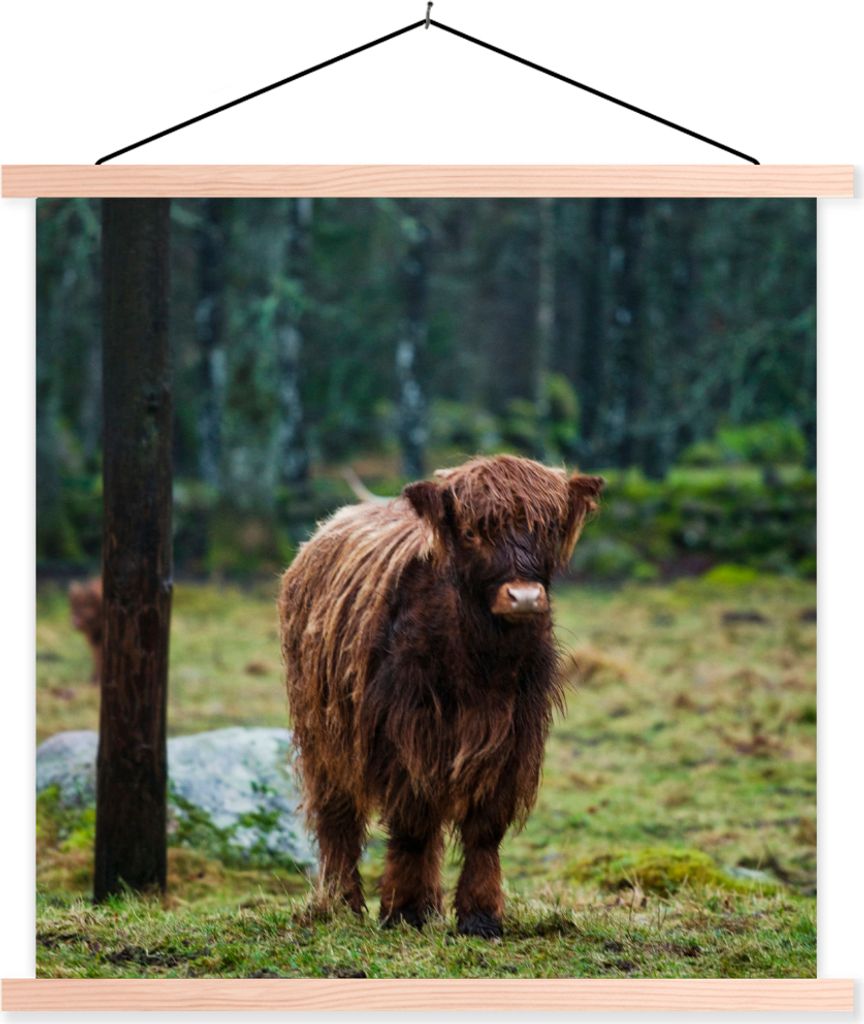 MuchoWow Textilposter Schottisches Hochlandrind - Wald - Moos 60x60 cm mit holzfarbenen Rahmen - Wanddekoration