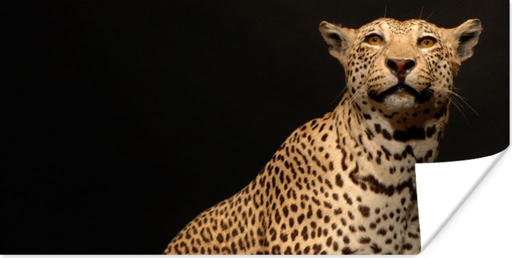 MuchoWow Poster Leopard - Tiere - Fleck 150x75 cm