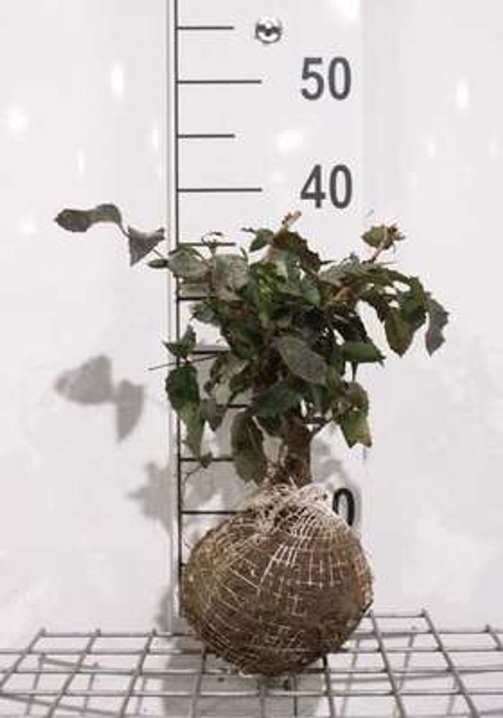 Mahonia aquif. 'Apollo' - Mahonie 25- 30 cm - Container