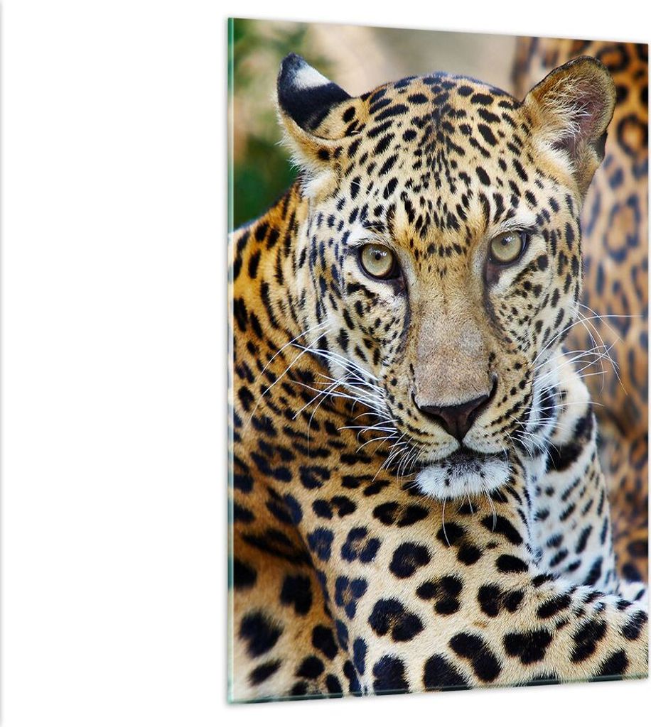 Bilder auf glas - Einteilig - Leopardpanther Katze Tier Savanne - 80x120cm - Glasbilder - Wandbilder - Bilder - Wanddekoration aus Glas - Glas Bild...