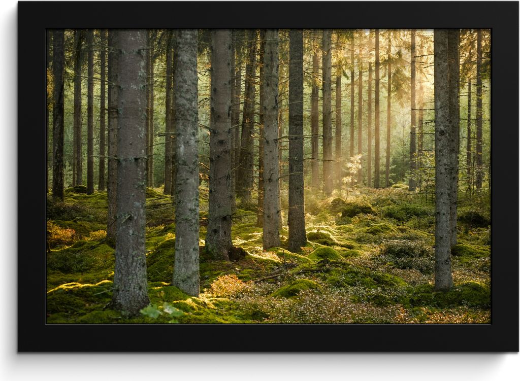MuchoWow MuchoWow Gerahmtes Poster Wald - Baum - Sonne 30x20 cm - Poster mit zchwarzem Bilderrahmen - Kunstdruck - Bild-Poster