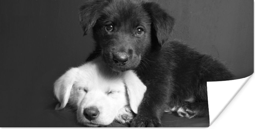 MuchoWow Poster Hunde - Welpe - Schwarz - Weiß - Tiere 160x80 cm - Foto Poster
