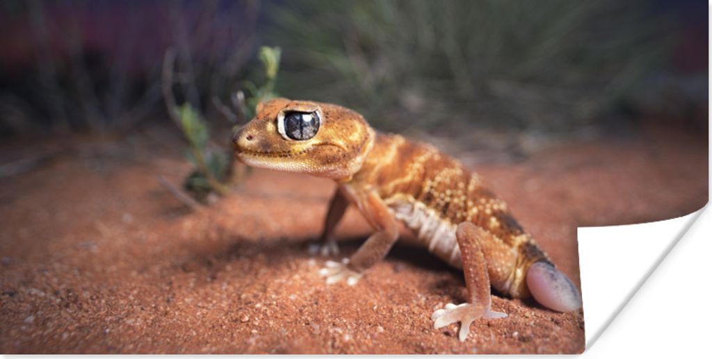 MuchoWow Poster Jung - Gecko - Sand 80x40 cm - Wanddeko
