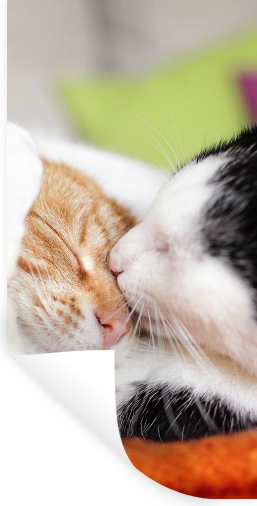 MuchoWow Wandtattoo Wandsticker Wandaufkleber Katzen - Kuscheltier - Animal Day 80x160 cm Selbstklebend und Repositionierbar - Sticker - Dekorfolie