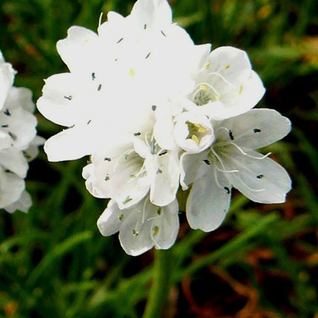 6 x Weiße Grasnelke - Armeria maritima 'Alba' | Topf 9cm x 9cm