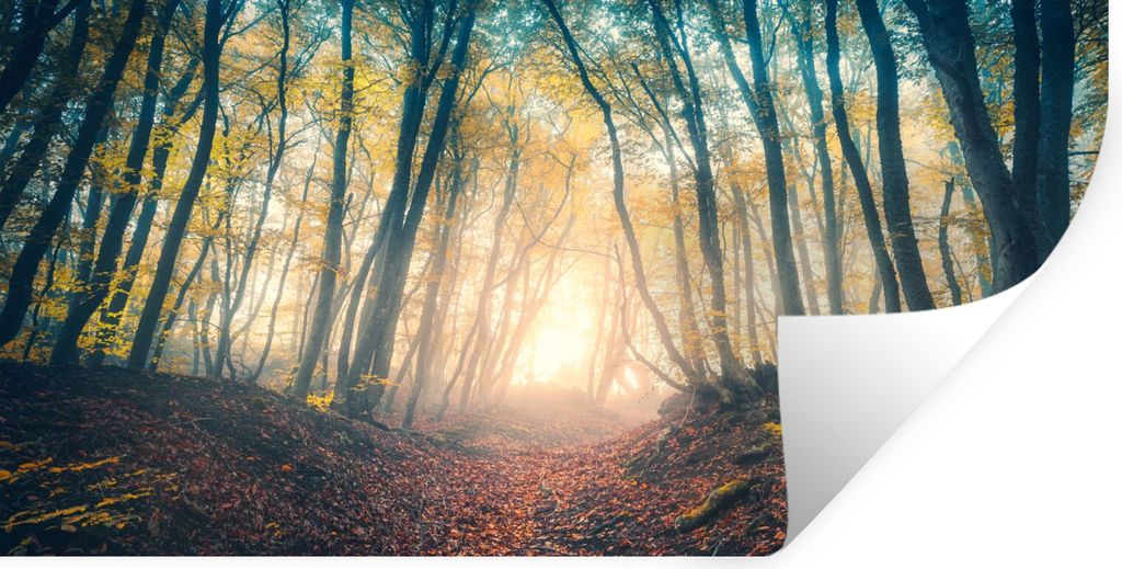 MuchoWow Wandtattoo Wandsticker Wandaufkleber Wald - Nebel - Sonne - Herbst 80x40 cm Selbstklebend und Repositionierbar - Aufkleber